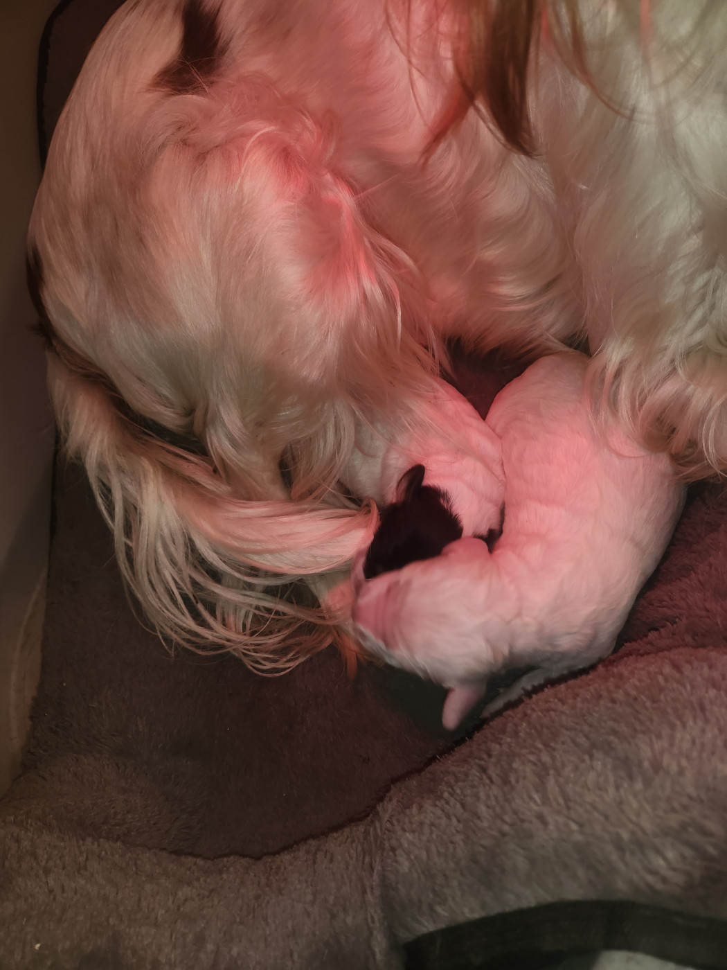 Des Pattes Rêveuses - Setter Anglais - Portée née le 09/02/2026